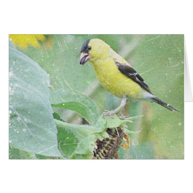 Goldfinch Grunge (Front Horizontal)