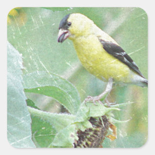 Goldfinch Grunge Square Sticker