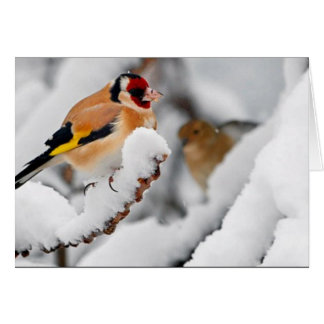 Goldfinch in snow