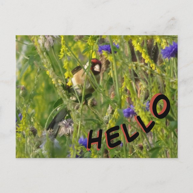 Goldfinch in Wild Flowers Field HELLO Postcard (Front)