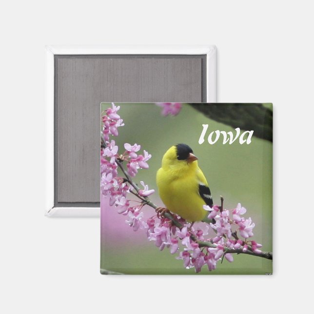 Goldfinch, Iowa State Bird Magnet (Recto/Verso)
