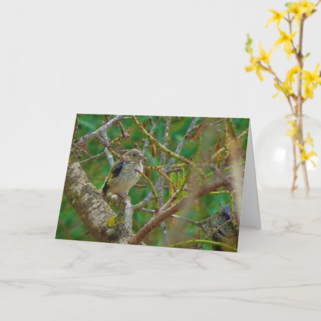 Goldfinch juvénile avec carte Arbre d'amande (Fleur jaune)