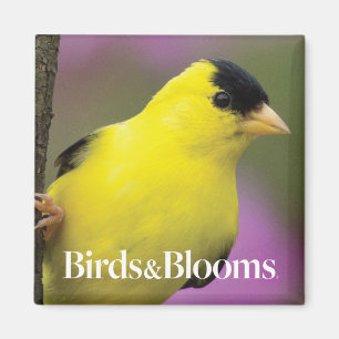 Goldfinch Magnet