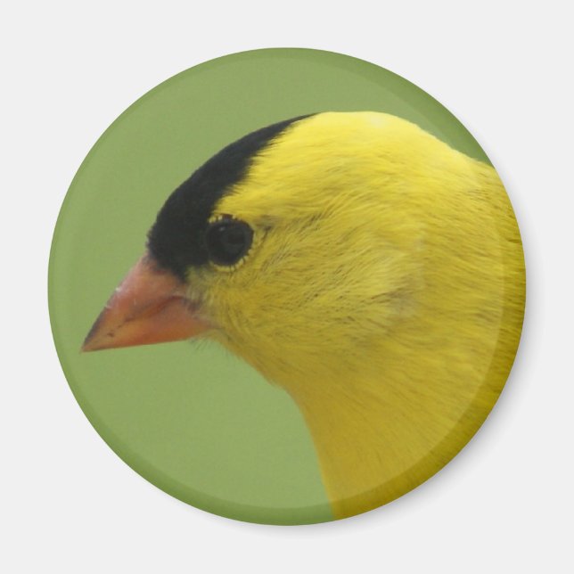 Goldfinch Magnet (Front)