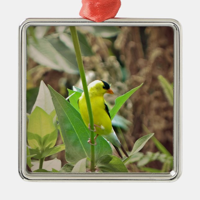 Goldfinch Metal Ornament (Front)