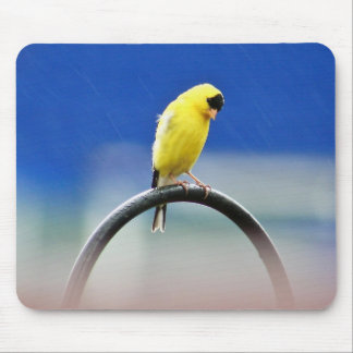 Goldfinch Mousepad