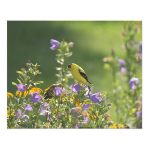 Goldfinch on a Harebell Flower Photo Print
