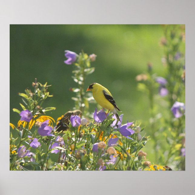 Goldfinch on a Harebell Flower Poster (Front)