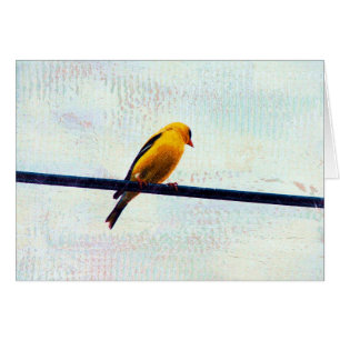 Goldfinch on a Power Line All Occasions Greeting C