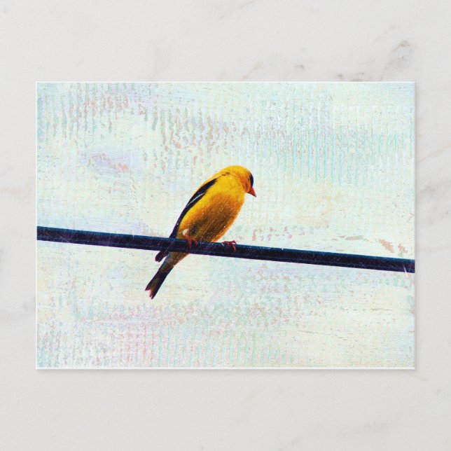 Goldfinch on a Power Line Postcard (Front)