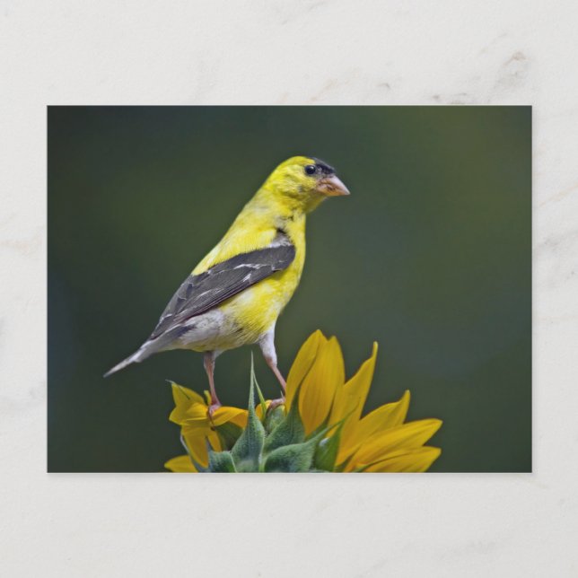 Goldfinch on Sunflower Postcard (Front)