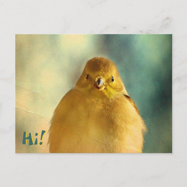 Goldfinch Photo Postcard (Front)