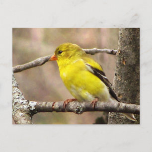 Goldfinch Postcard