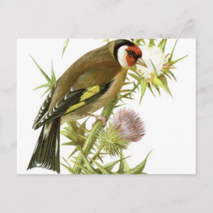 Goldfinch Postcard