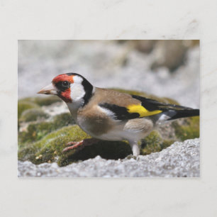 Goldfinch postcard