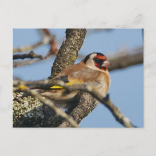 Goldfinch Postcard