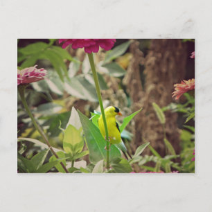 Goldfinch Postcard