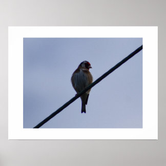 Goldfinch Poster