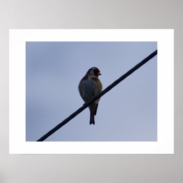 Goldfinch Poster (Front)