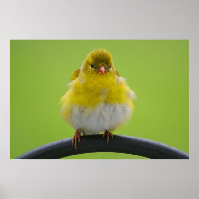 Goldfinch Print (Front)