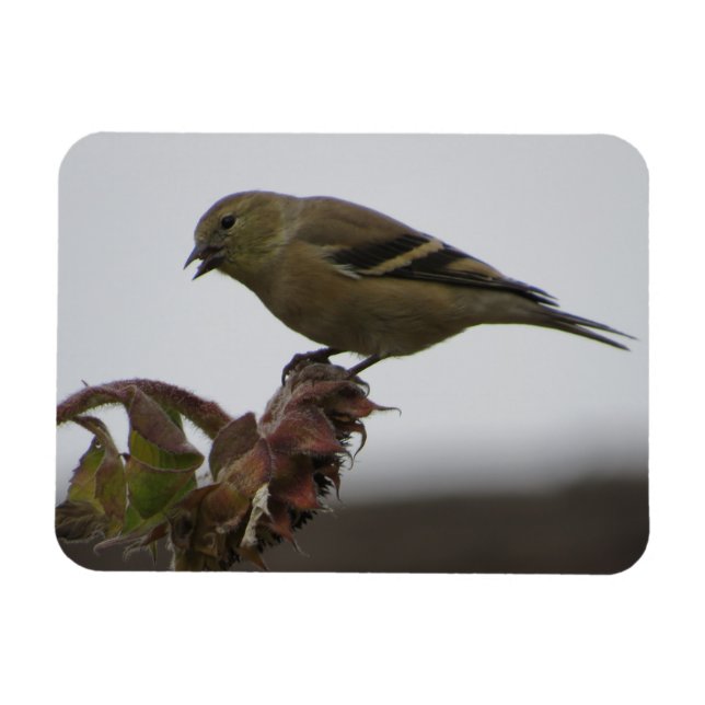 Goldfinch Resting on Sunflower Magnet (Horizontal)