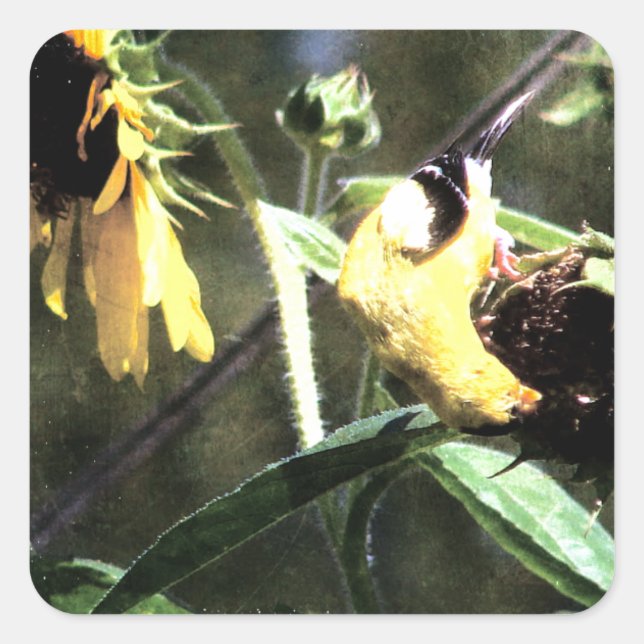 Goldfinch Square Sticker (Front)