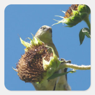 Goldfinch Square Sticker