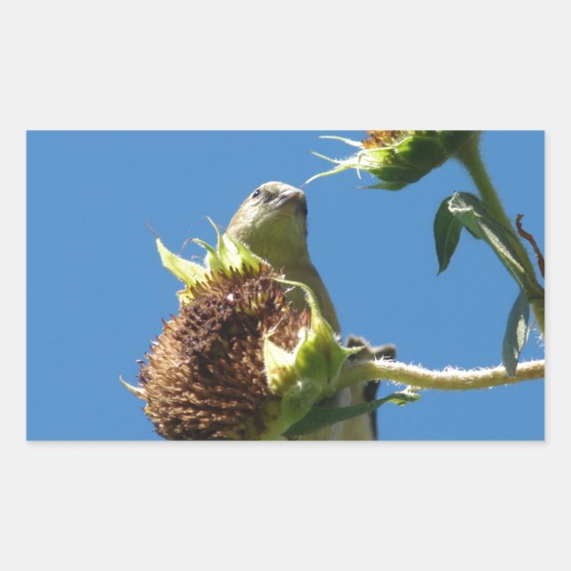 Goldfinch Sticker (Front)