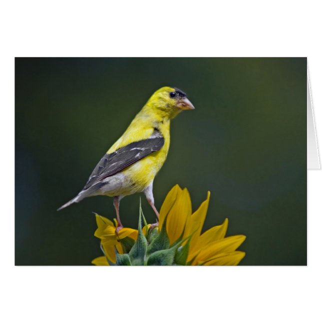 Goldfinch sur tournesol (Devant horizontal)