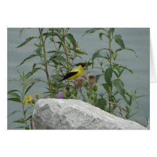 Goldfinch, Thistle & Rock At Lakeshore