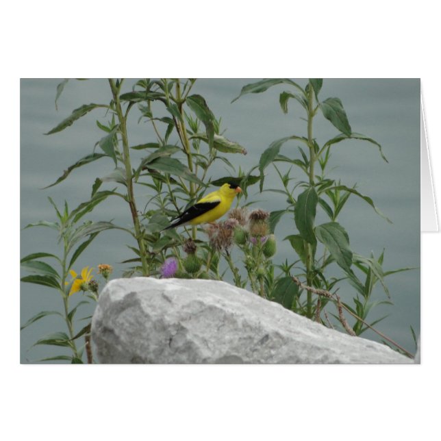 Goldfinch, Thistle & Rock At Lakeshore (Front Horizontal)