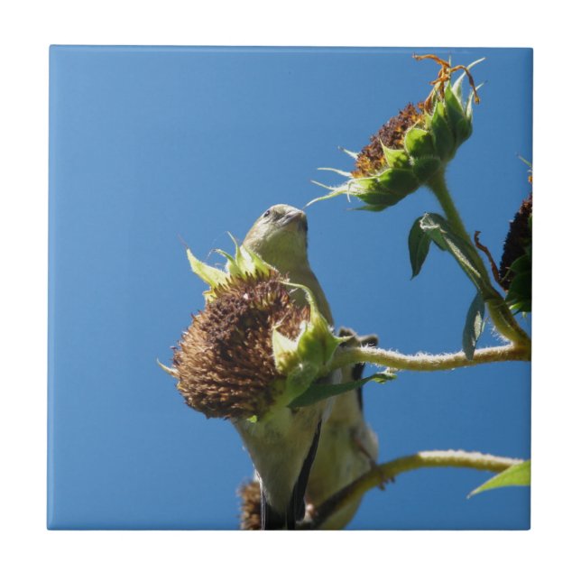 Goldfinch Tile (Front)