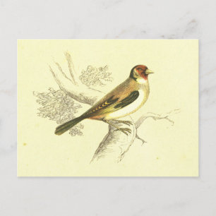 Goldfinch Vintage Bird Lithograph Postcard