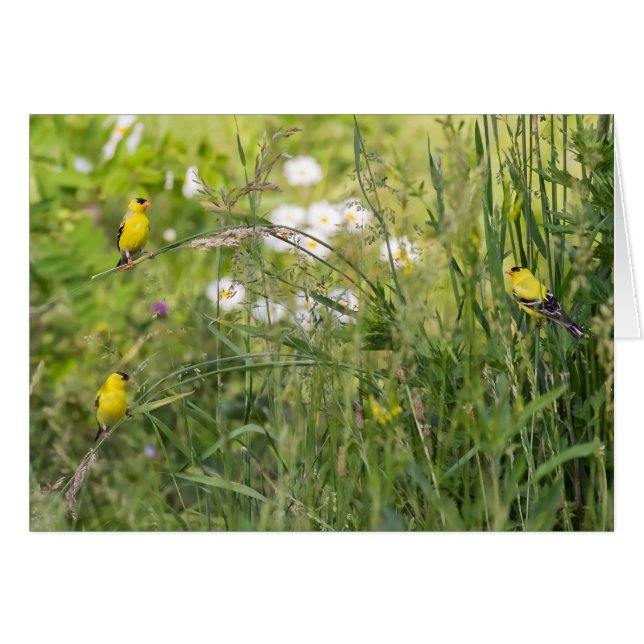 Goldfinches And Wild Flowers (Front Horizontal)