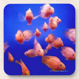 Goldfish 2 coaster