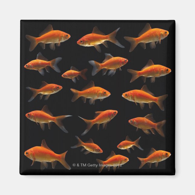Goldfish 2 magnet (Front)
