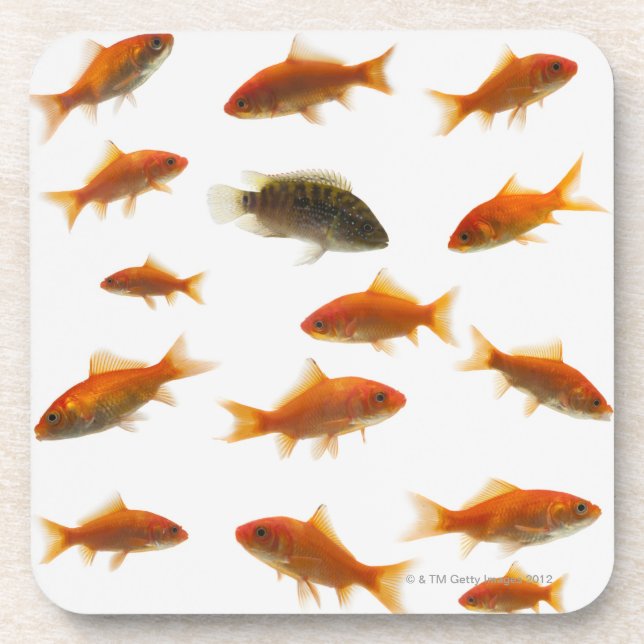 Goldfish 3 coaster (Front)
