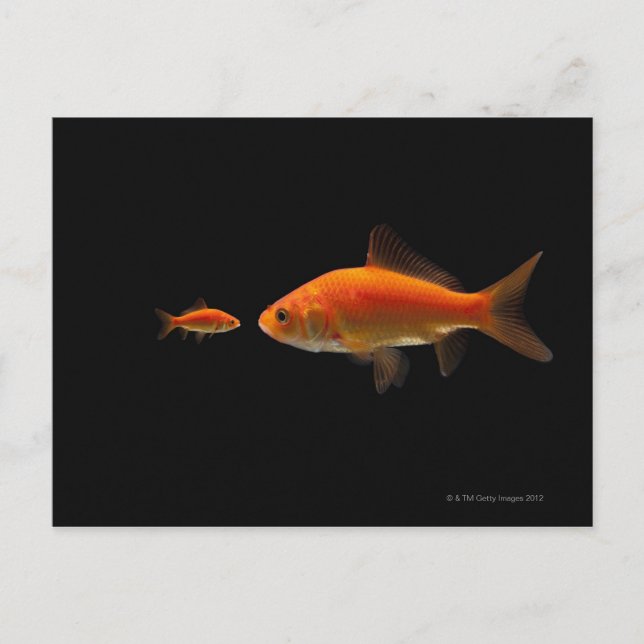 Goldfish 4 postcard (Front)