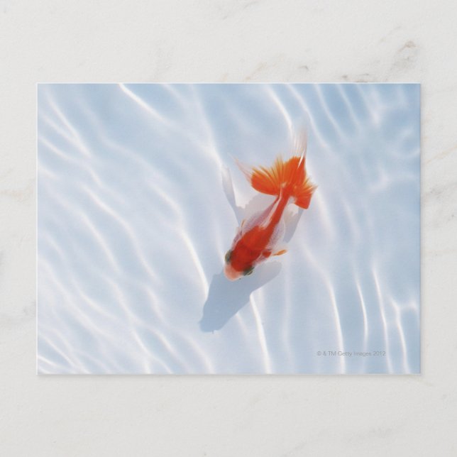 Goldfish 5 postcard (Front)