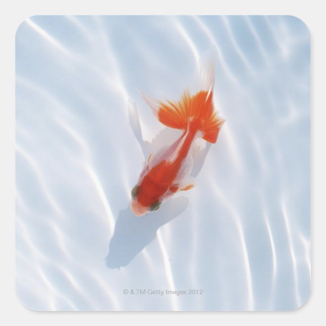 Goldfish 5 square sticker (Front)