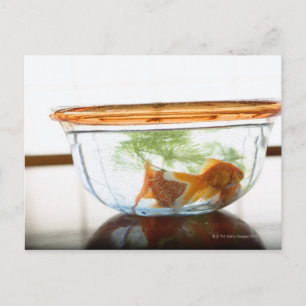 Goldfish bowl postcard