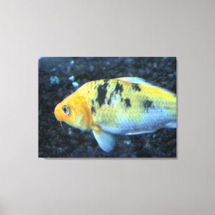 Goldfish Canvas