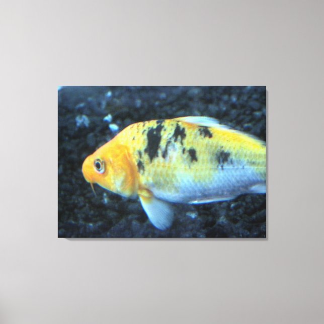 Goldfish Canvas (Front)