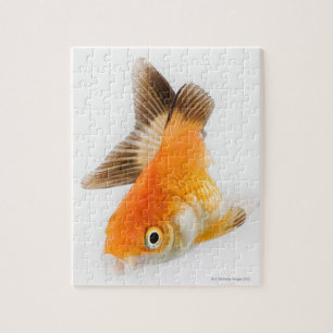 Goldfish (Carassius auratus) Jigsaw Puzzle