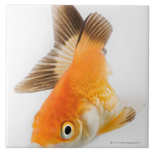 Goldfish (Carassius auratus) Tile