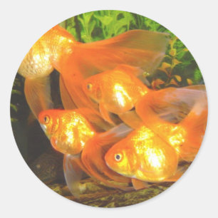 Goldfish Galore Classic Round Sticker