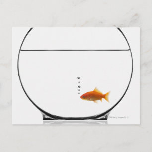 Goldfish in bowl postcard