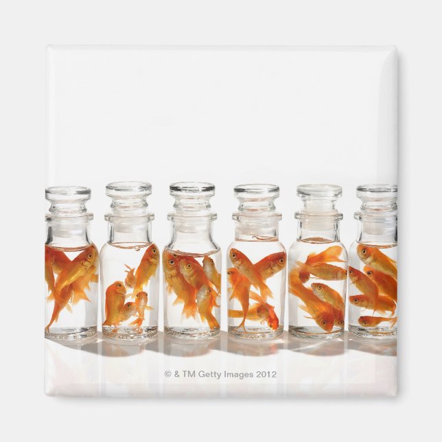 Goldfish Magnet (Front)