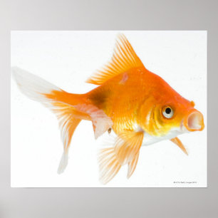 Goldfish on white background poster