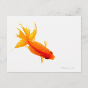 Goldfish, overhead view postcard